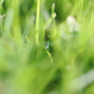 Close-up of insect on grass