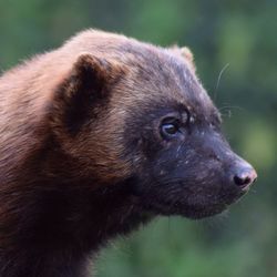 Close-up of bear