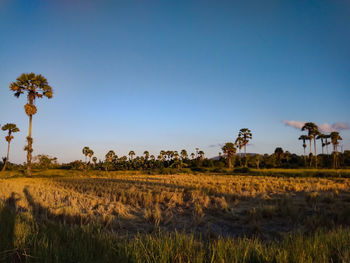 Crops growing on field against clear sky