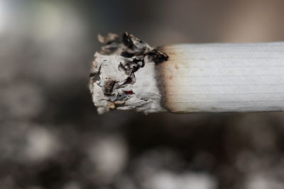 Close-up of crab on tree trunk