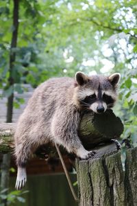 Portrait of an animal on tree trunk