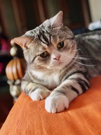 Close-up of cat relaxing at home