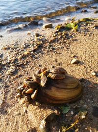 High angle view of shells on beach