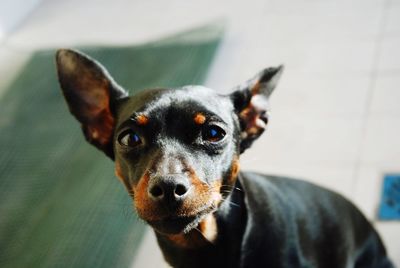 Close-up portrait of dog