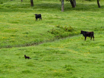 Horses in a field