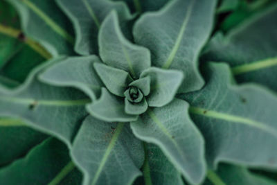 Full frame shot of fresh green leaves