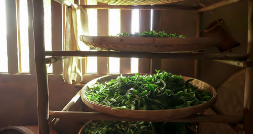 Potted plants on table at home