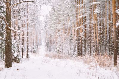 Snow covered land and trees in forest