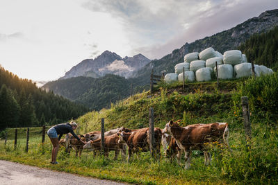 Young woman stroking cattle on field