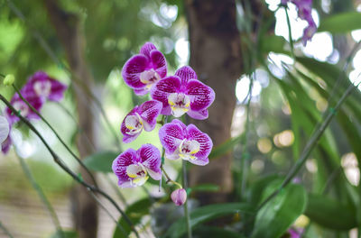 Close-up of purple flowering plant