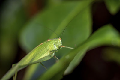 Close-up of insect on leaf