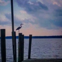 Seagull perching on wooden post