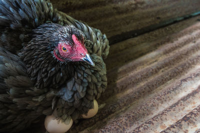 Close-up of rooster