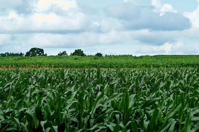 Scenic view of agricultural field against sky