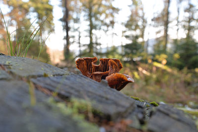 Close-up of dry leaves on tree trunk in forest