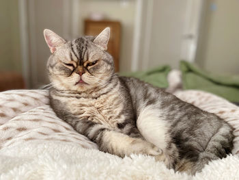 Close-up of cat lying on bed at home