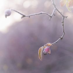 Close-up of flower buds on branch