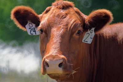 Close-up portrait of cow