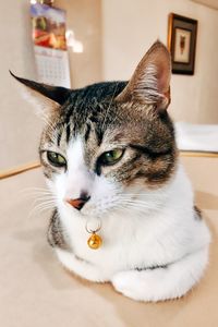 Close-up portrait of cat at home