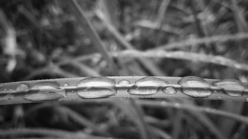 Close-up of water drop on grass