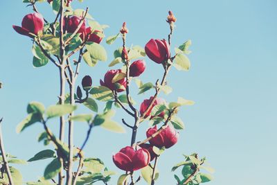 Low angle view of cherry tree against clear sky