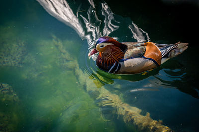 High angle view of duck swimming in lake