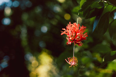 Close-up of purple flowering plant