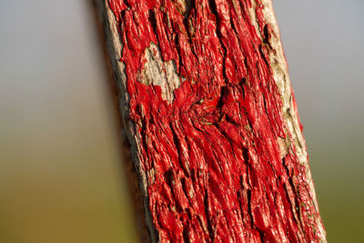 Close-up of tree trunk against wall