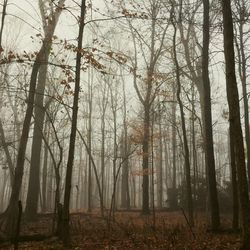 Trees in forest