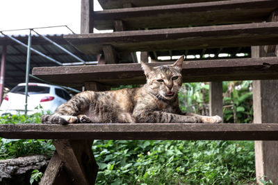 Cat relaxing on wooden fence