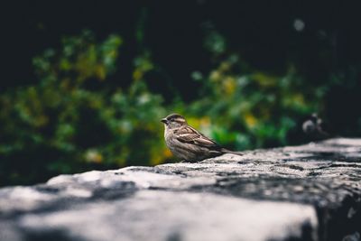 Close-up of bird perching on wood