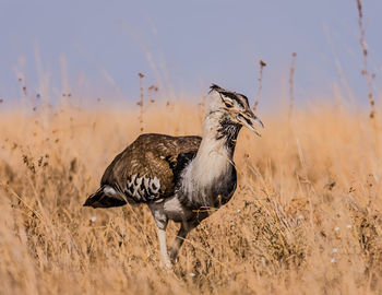 Corie bustard body