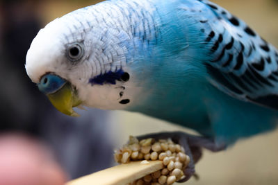 Close-up of parrot