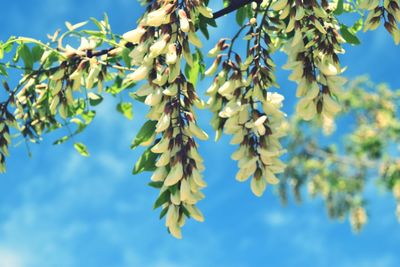 Low angle view of plant against sky