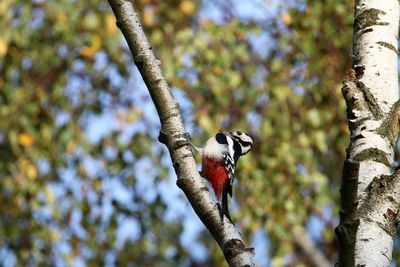 Woodpecker on a birch against green leaves. about to peck hard