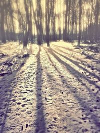 Shadow of trees on snow covered landscape