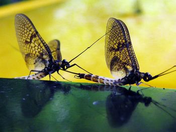 Close-up of damselfly on leaf