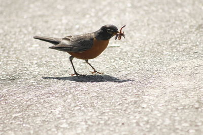 Close-up of bird perching on floor