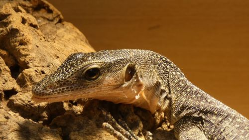 Close-up of a lizard