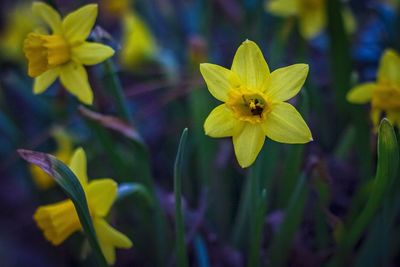 Close-up of yellow flower