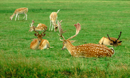 Deer grazing on field