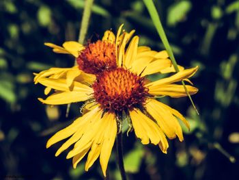 Close-up of yellow sunflower blooming outdoors