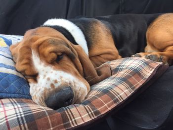 Close-up of dog sleeping on sofa