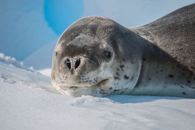 Close-up of crabeater seal on iceberg