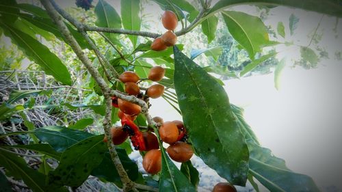 Close-up of fruits on tree