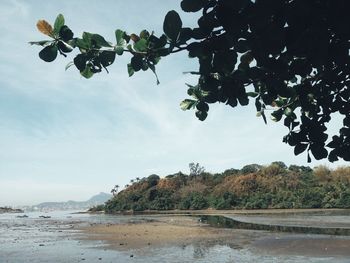 Trees on beach against sky