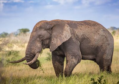 Side view of elephant on field against sky