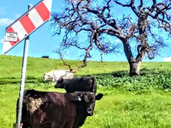 Cows on field against sky