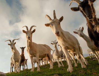View of deer on field