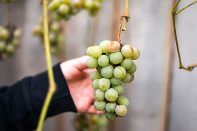 Cropped hand holding grapes